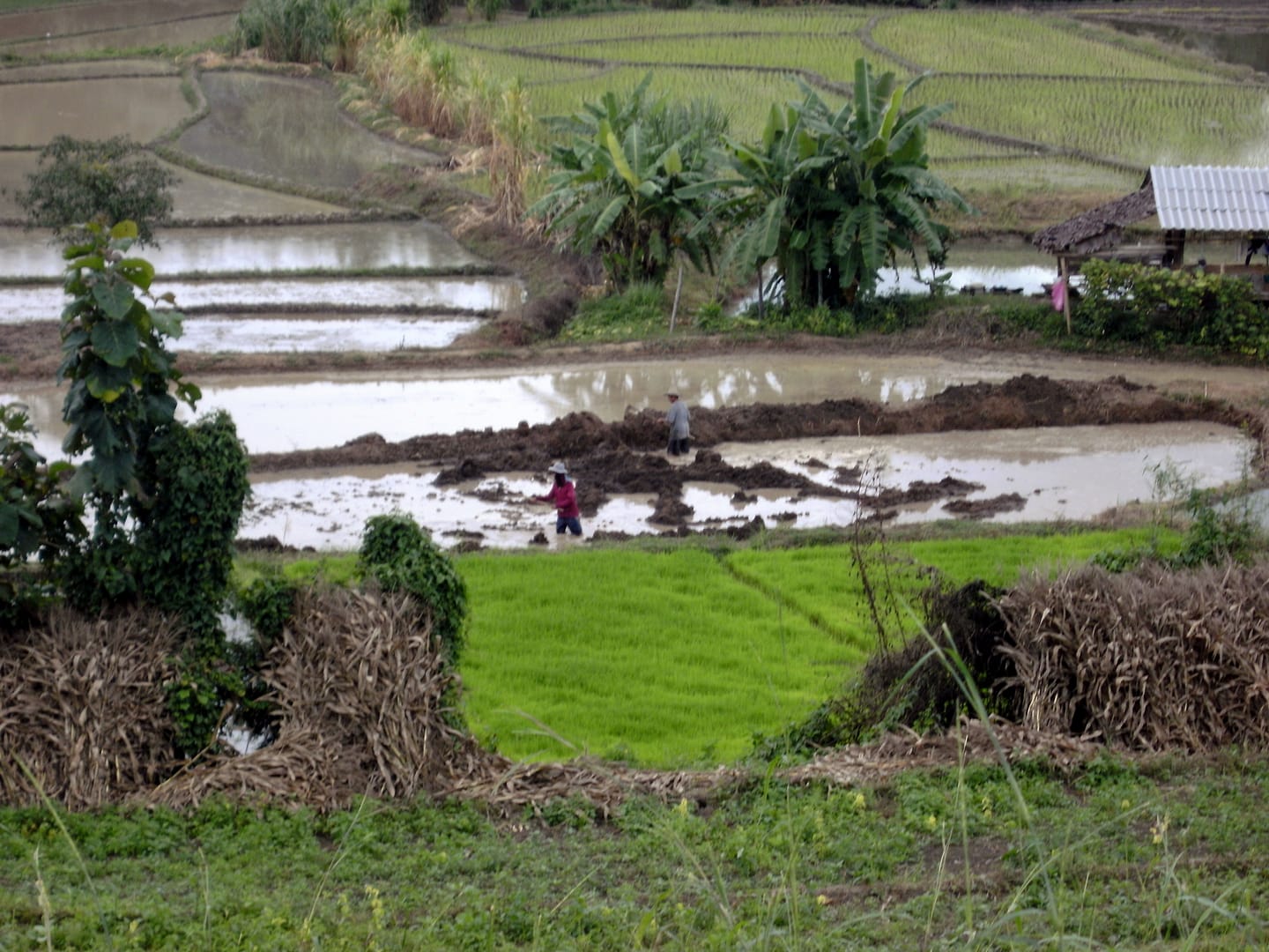 Chiang Mai Dschungel