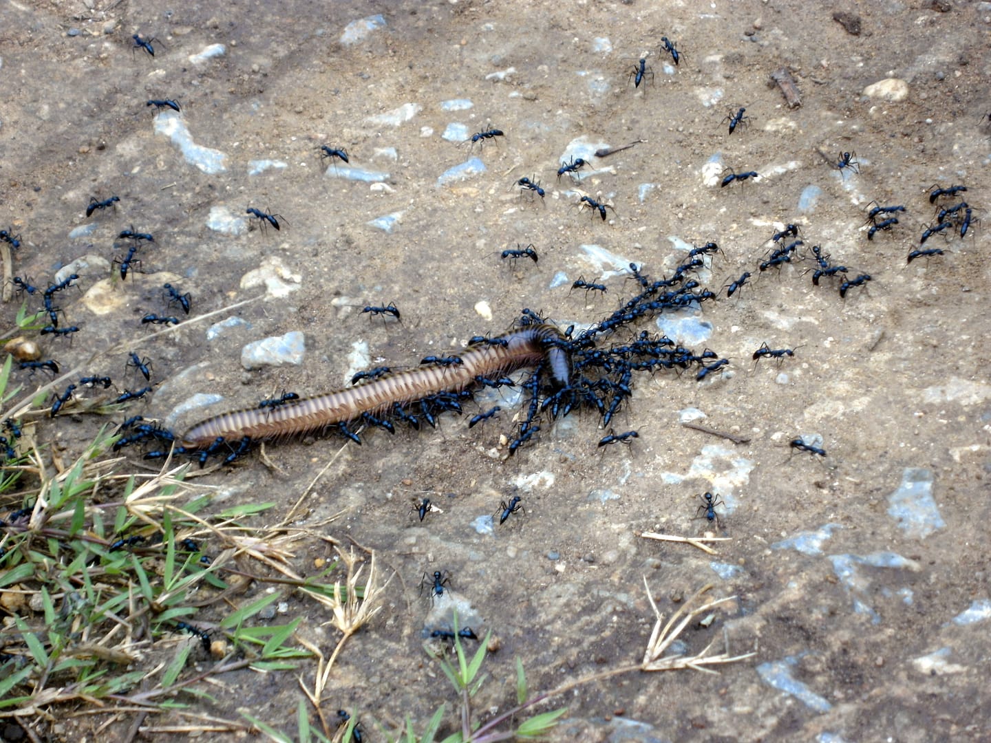 Chiang Mai Dschungel