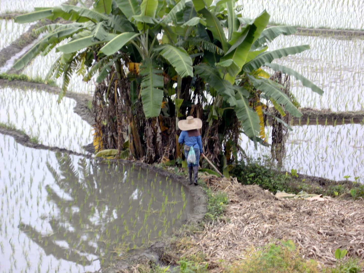 Chiang Mai Dschungel