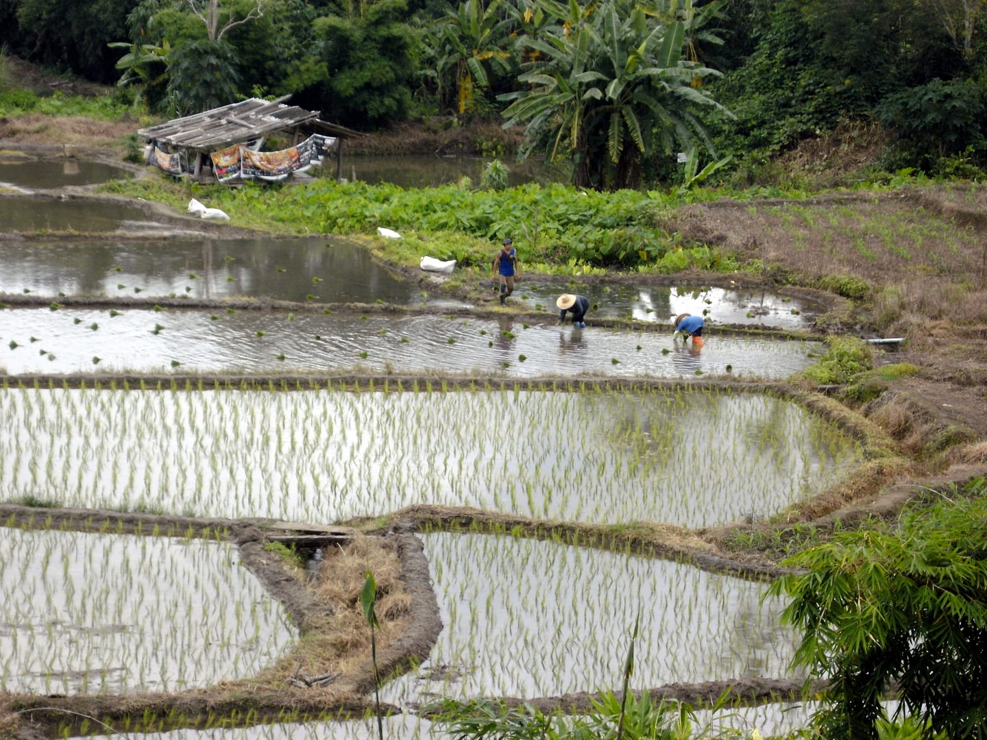 Chiang Mai Dschungel