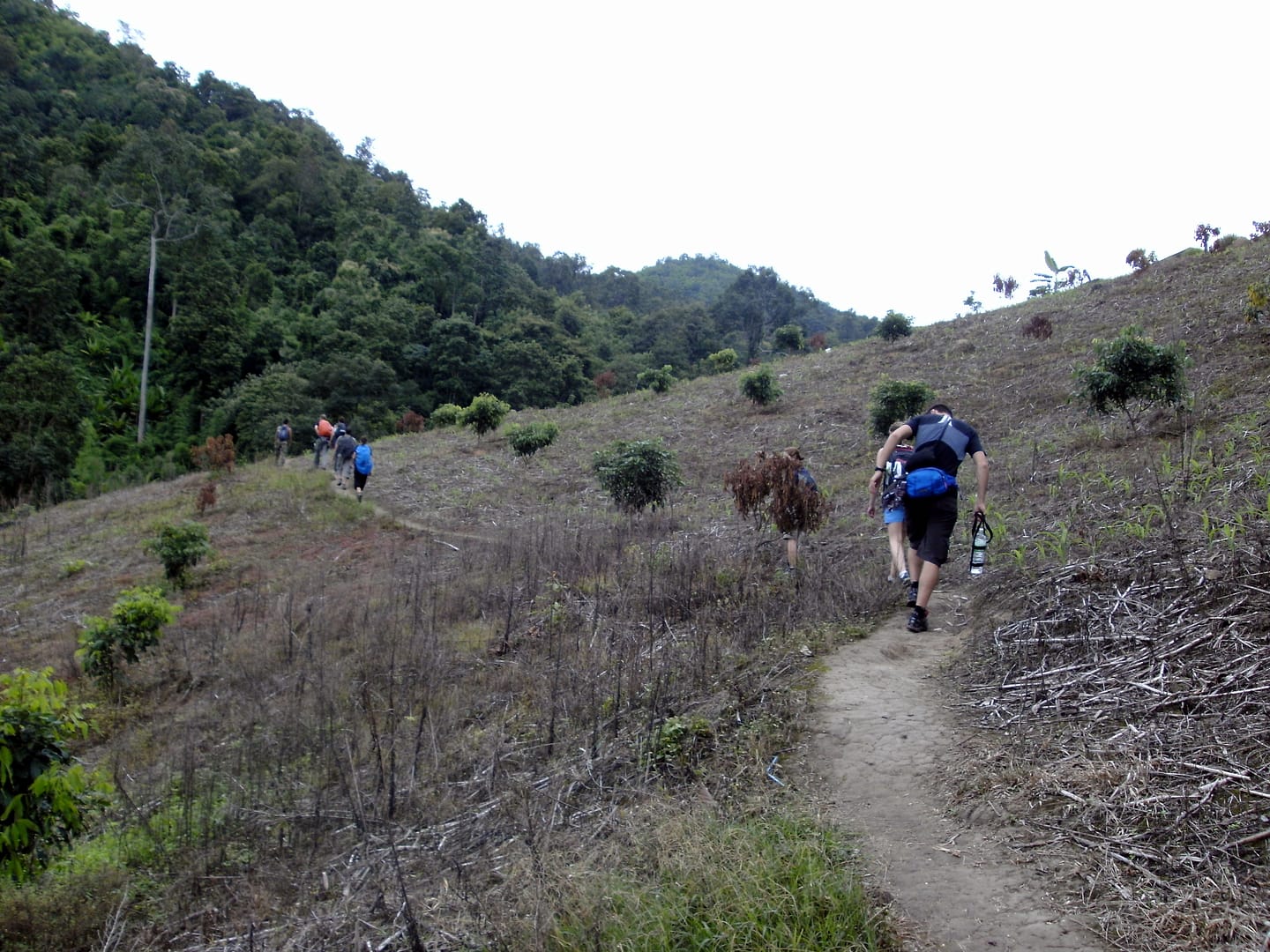 Chiang Mai Dschungel
