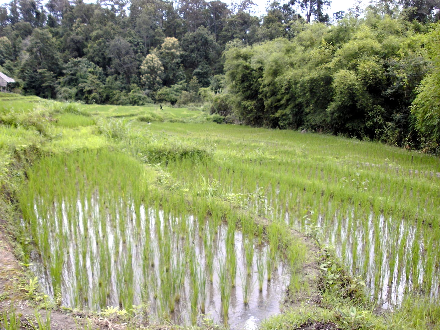 Chiang Mai Dschungel