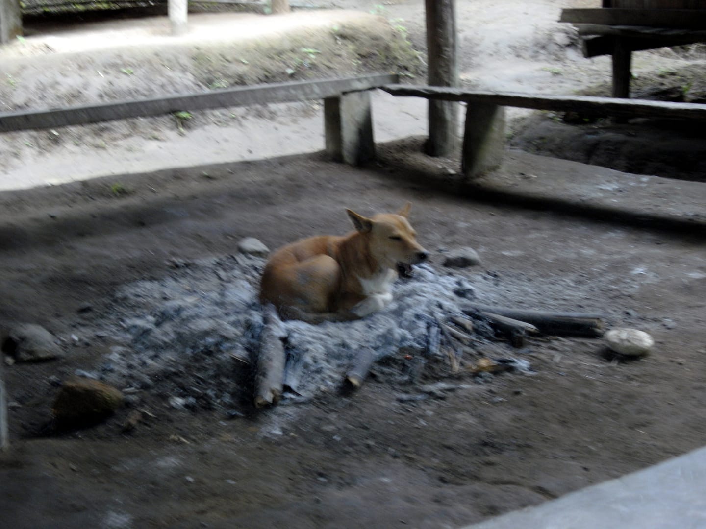 Chiang Mai Dschungel