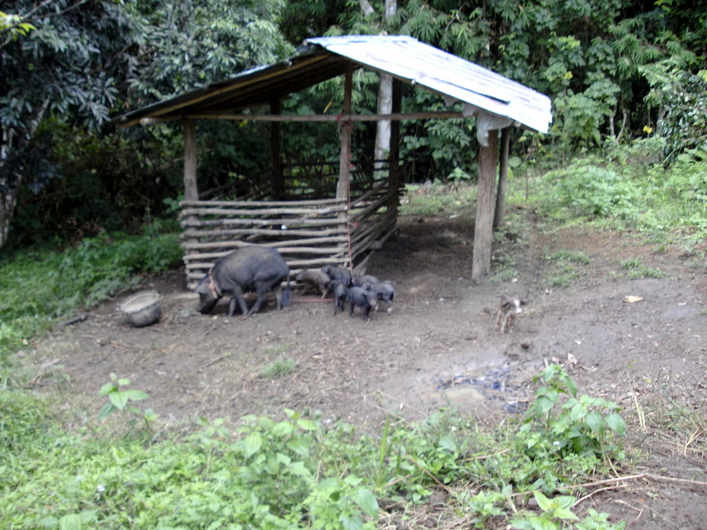 Chiang Mai Dschungel