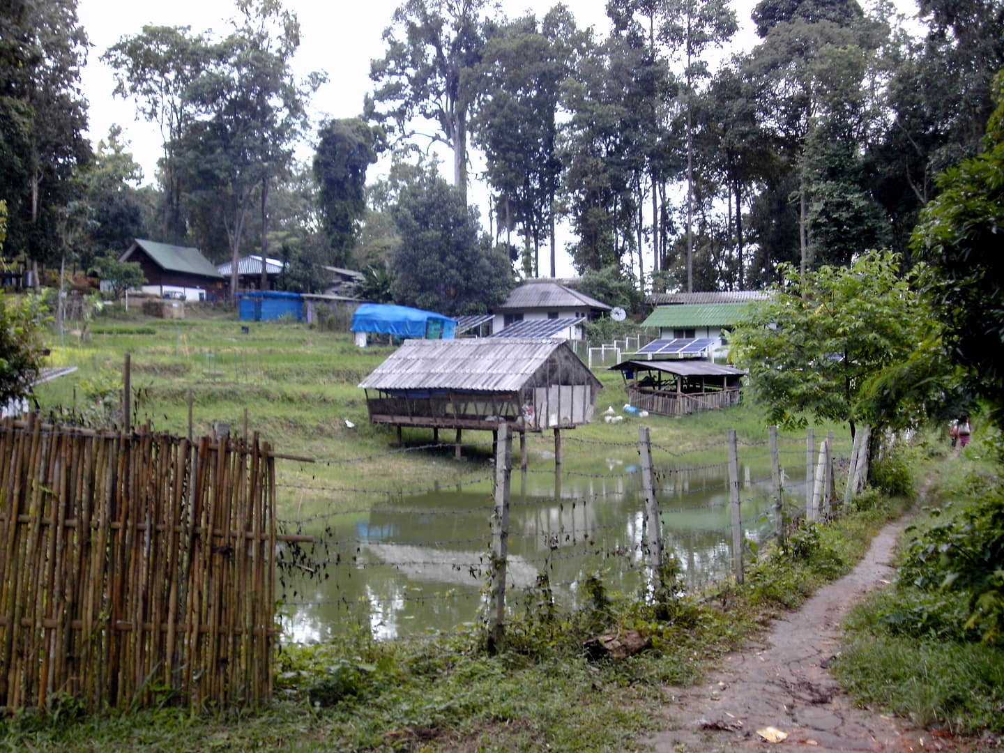 Chiang Mai Dschungel