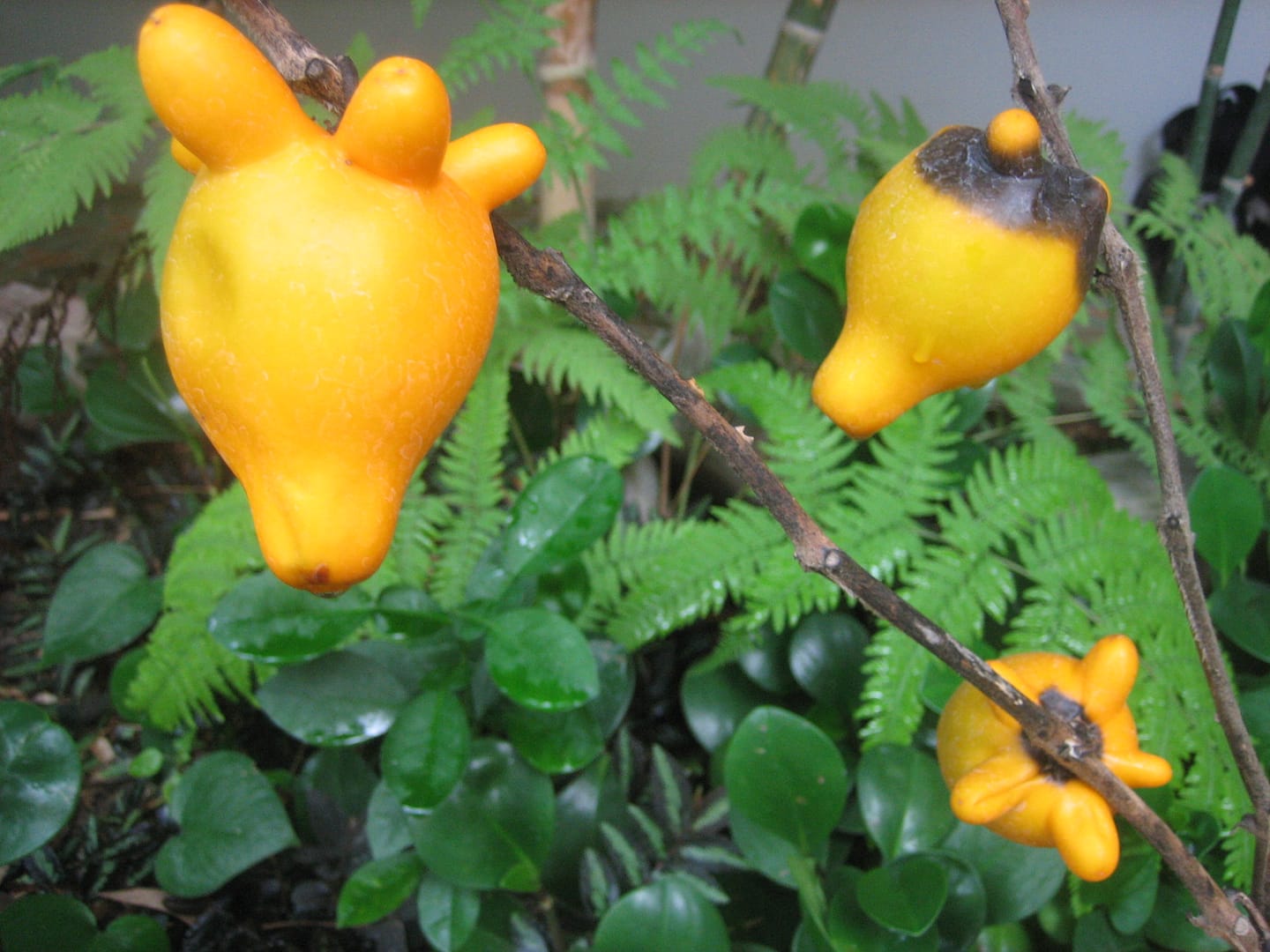 Chiang Mai Dschungel