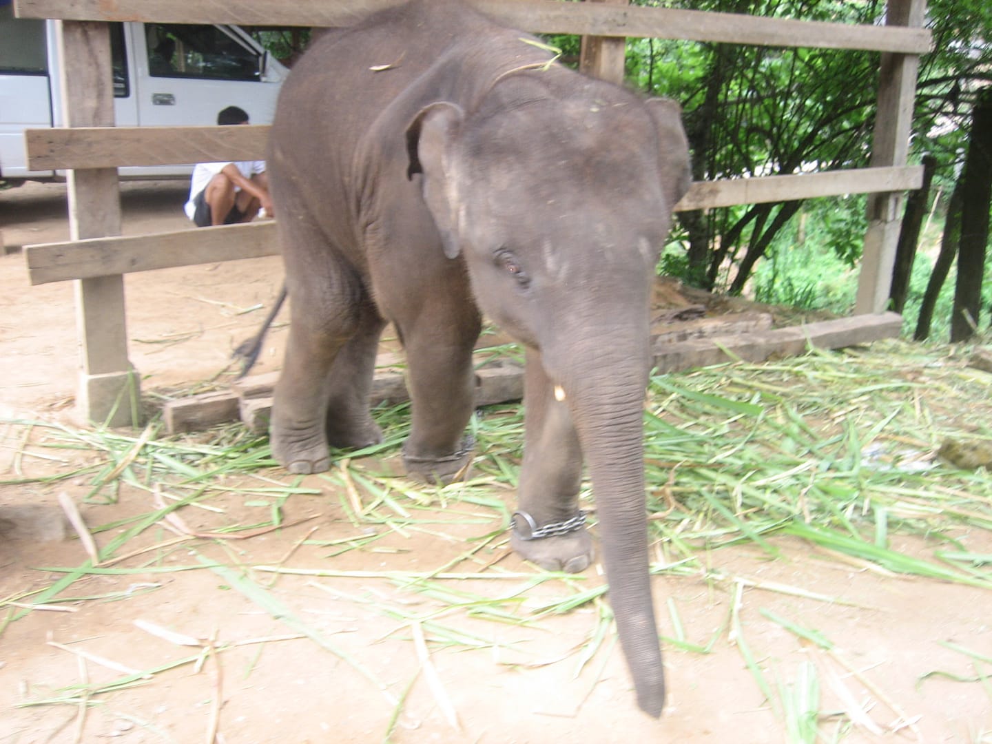 Chiang Mai Dschungel