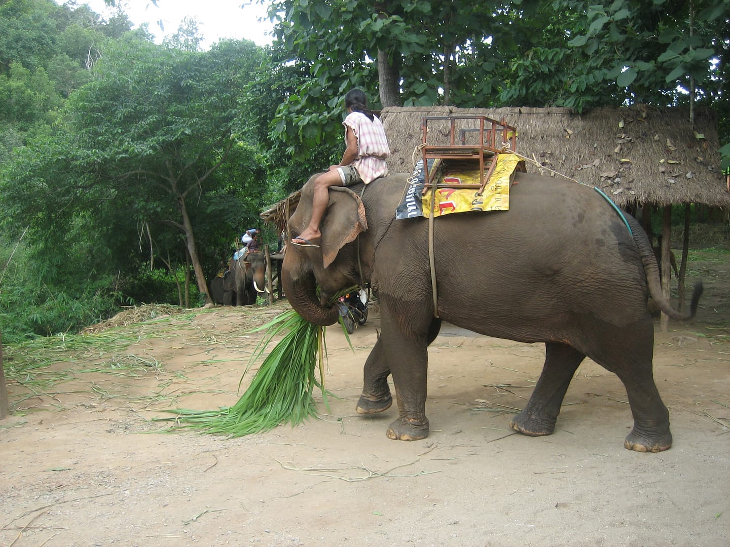 Chiang Mai Dschungel
