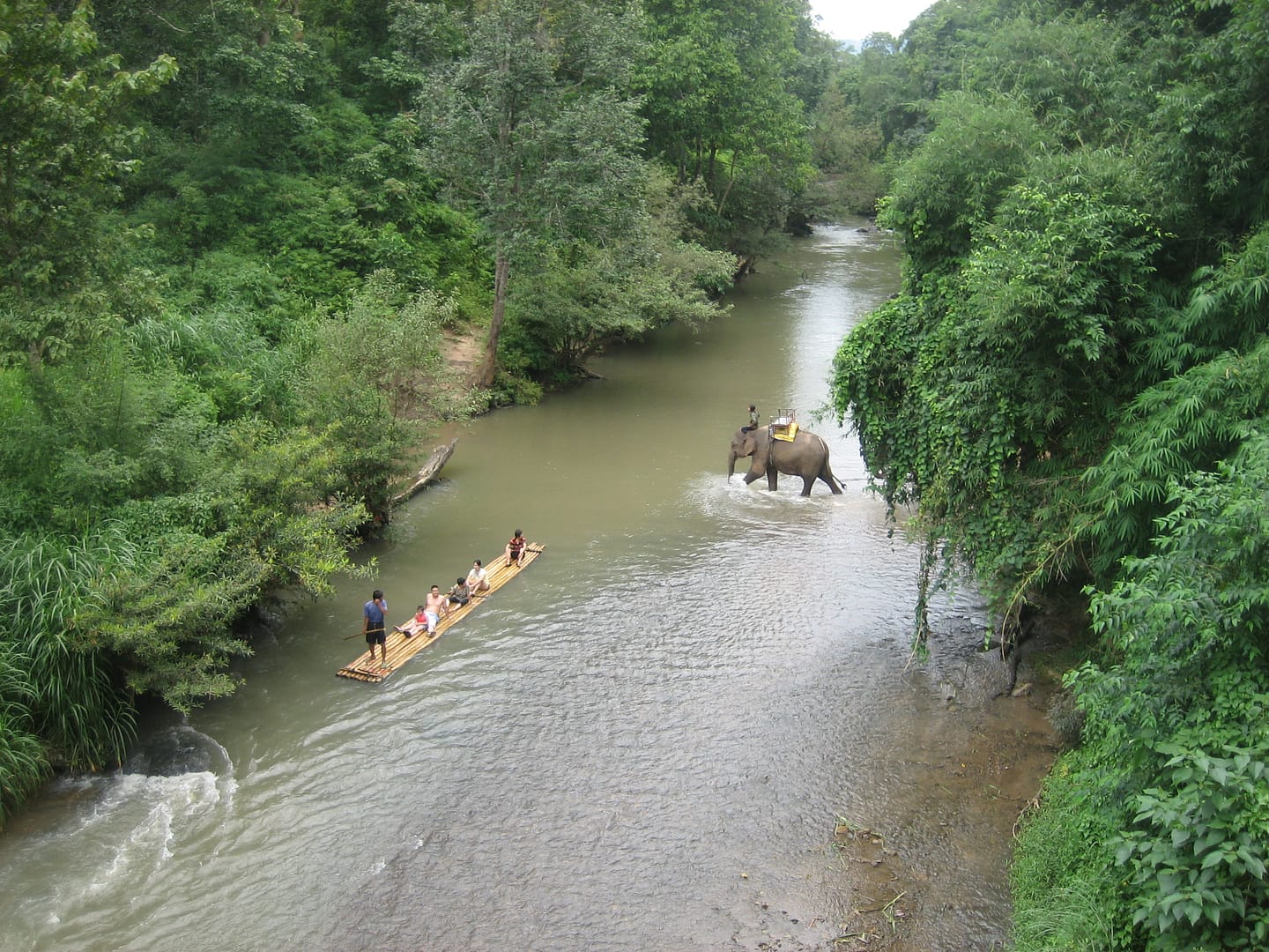 Chiang Mai Dschungel