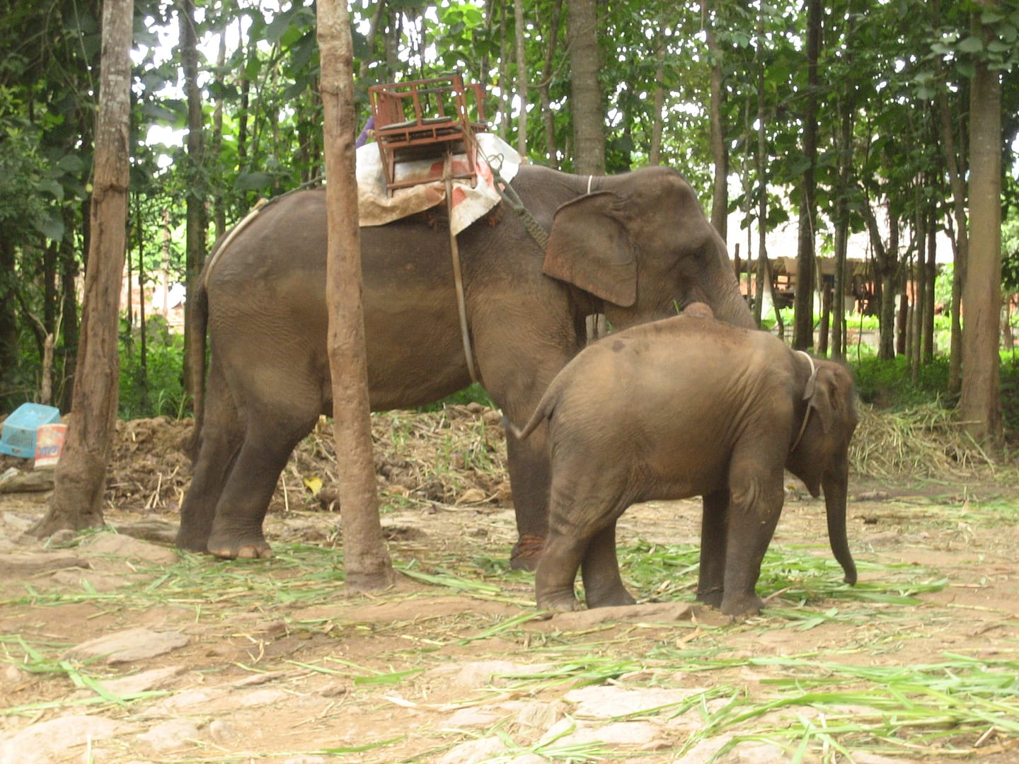 Chiang Mai Dschungel