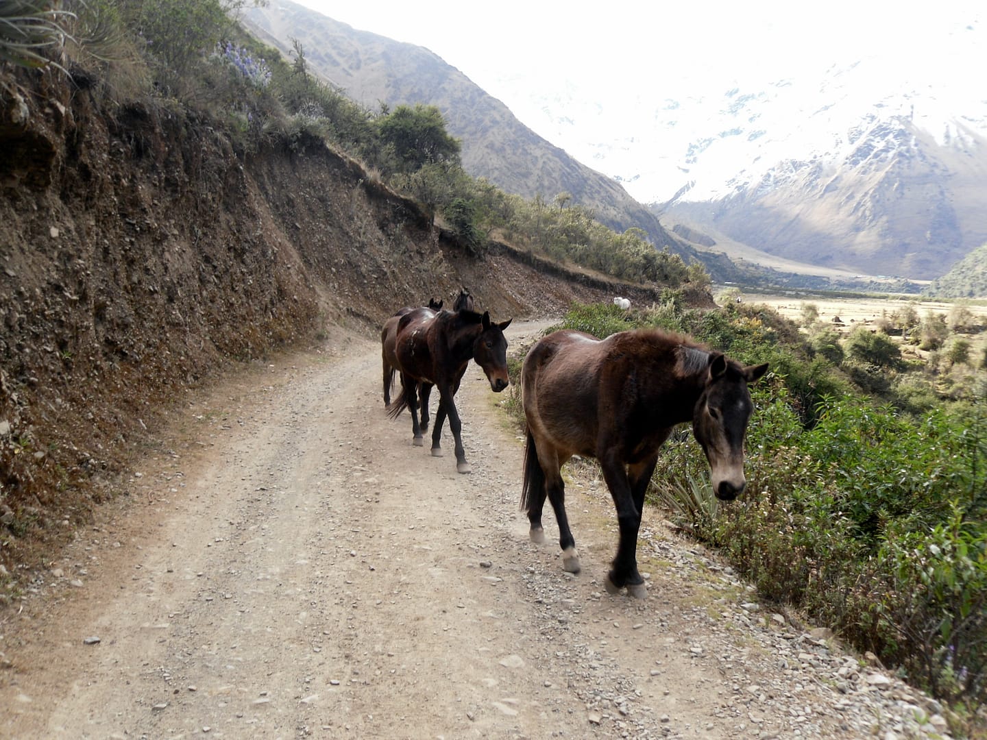 Salkantay Trek