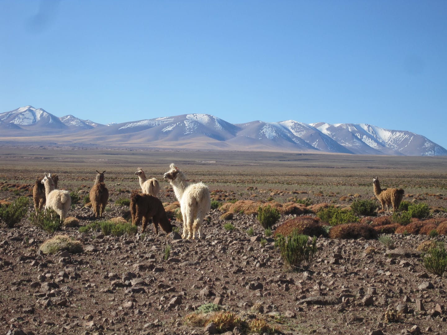 Lascar Volcano