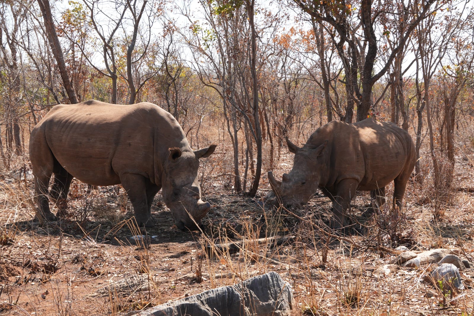 Lusaka National Park – Game drive