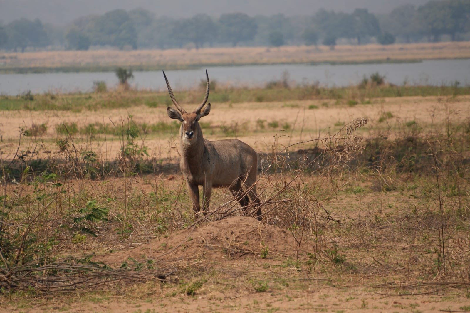 Lower Zambezi Nationalpark - Game drive Lower Zambezi Nationalpark 17