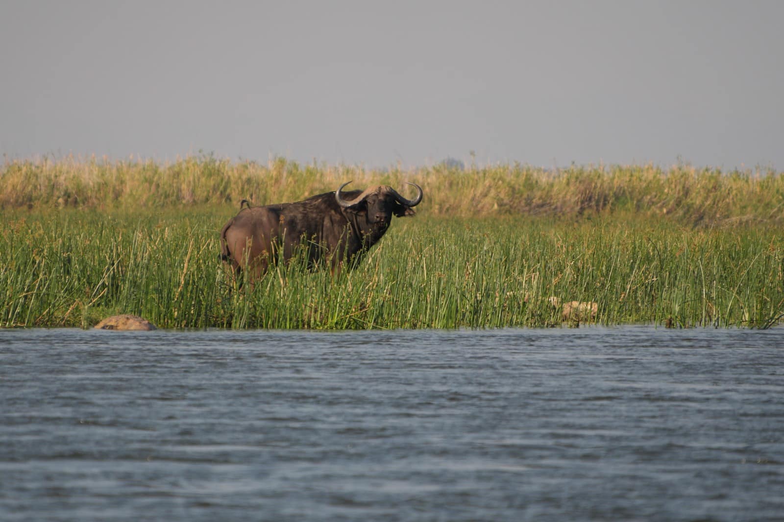 Lower Zambezi Nationalpark - Game drive Lower Zambezi Nationalpark 19