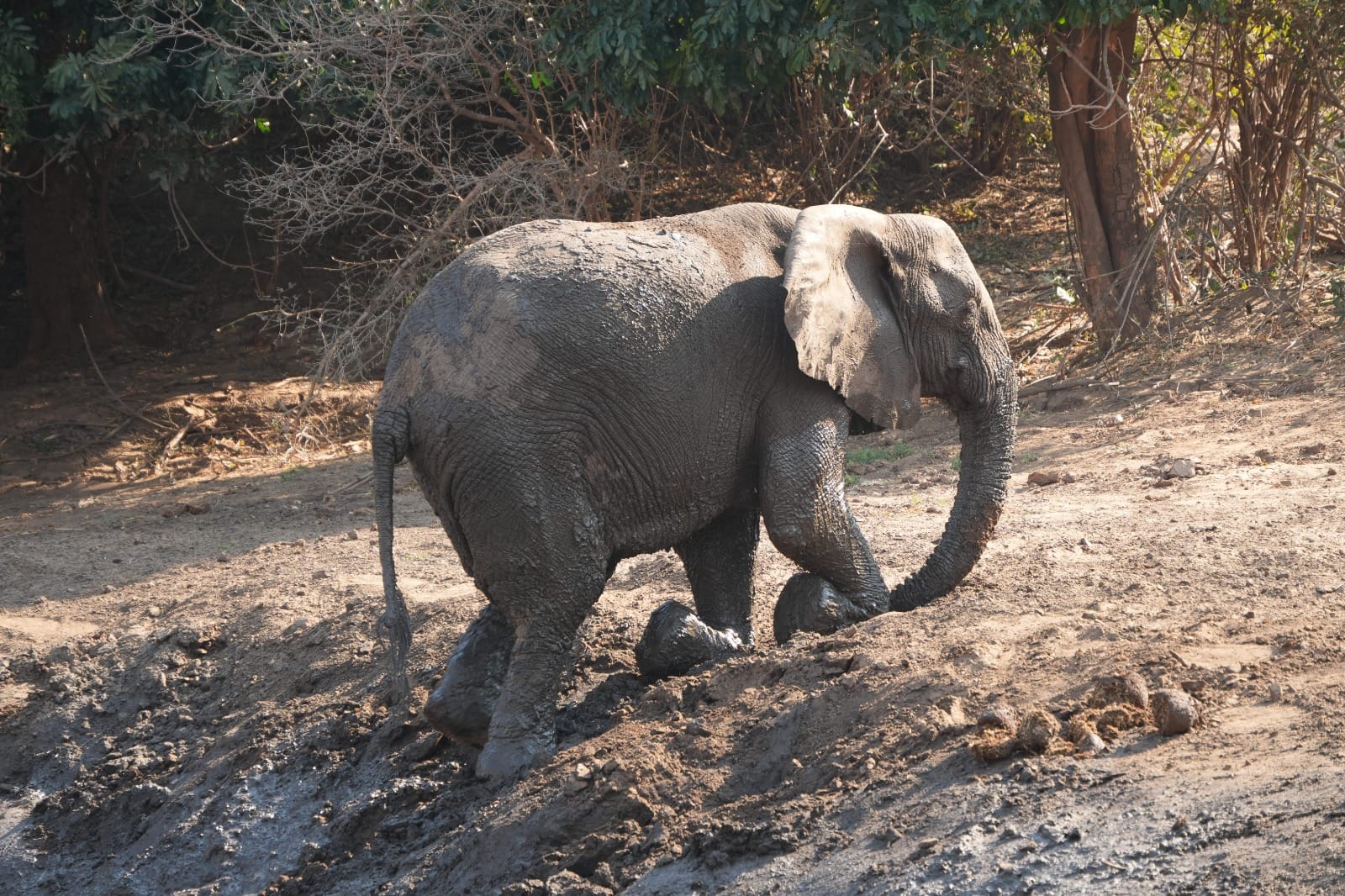 Lower Zambezi Nationalpark - Game drive Elefant