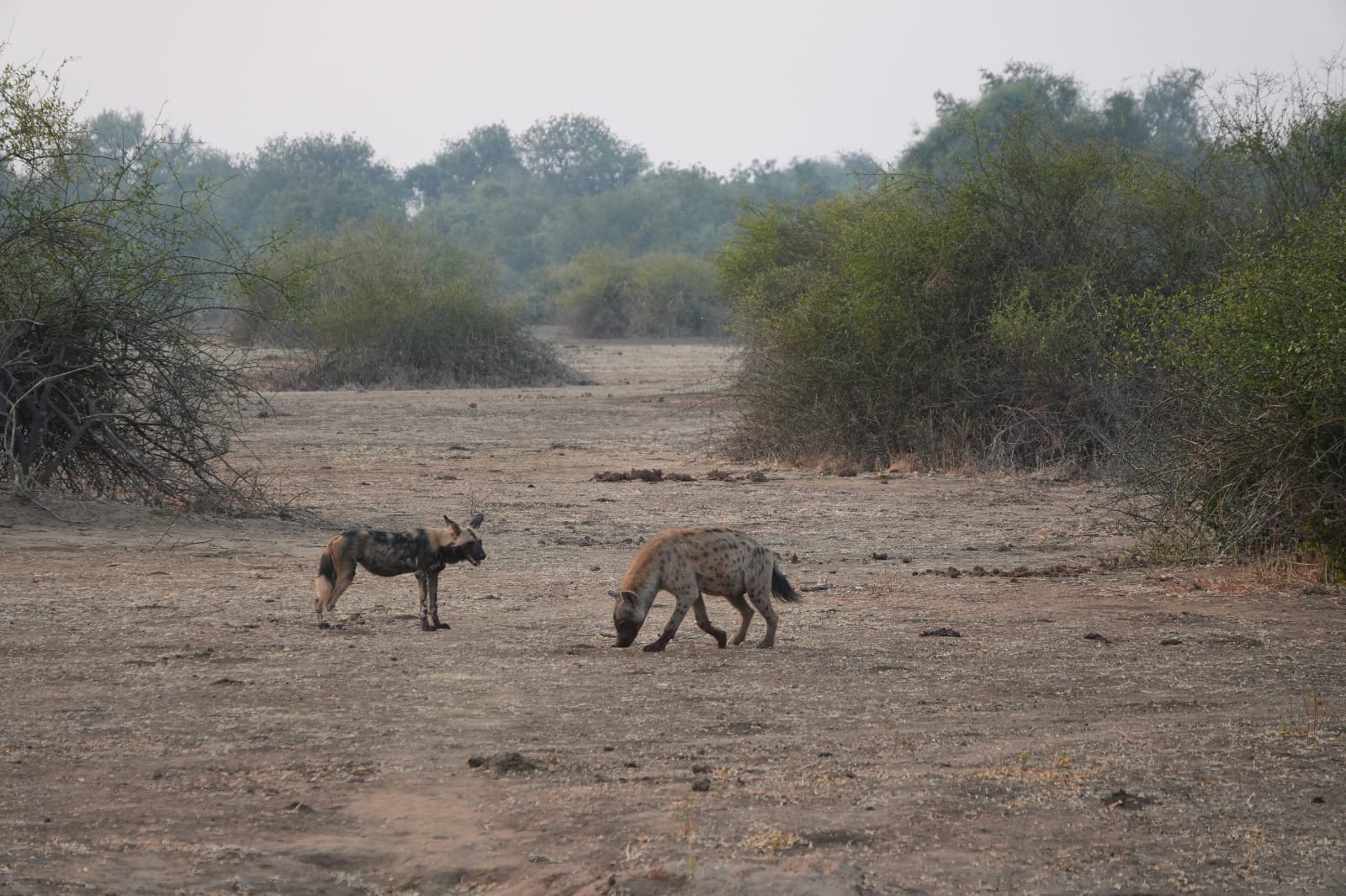 Lower Zambezi Nationalpark - Game drive Lower Zambezi Nationalpark 26