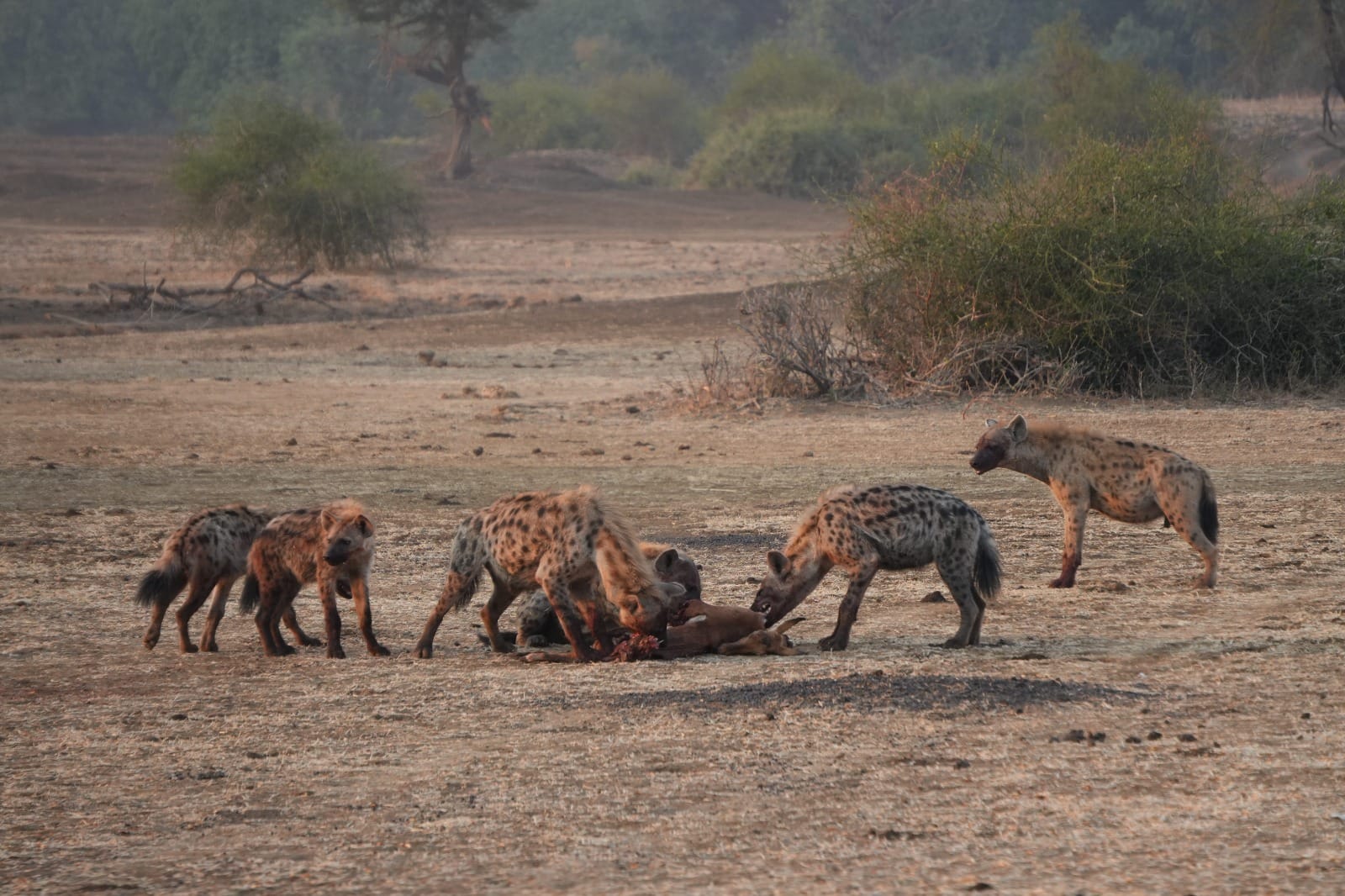 Lower Zambezi Nationalpark - Game drive Lower Zambezi Nationalpark 27