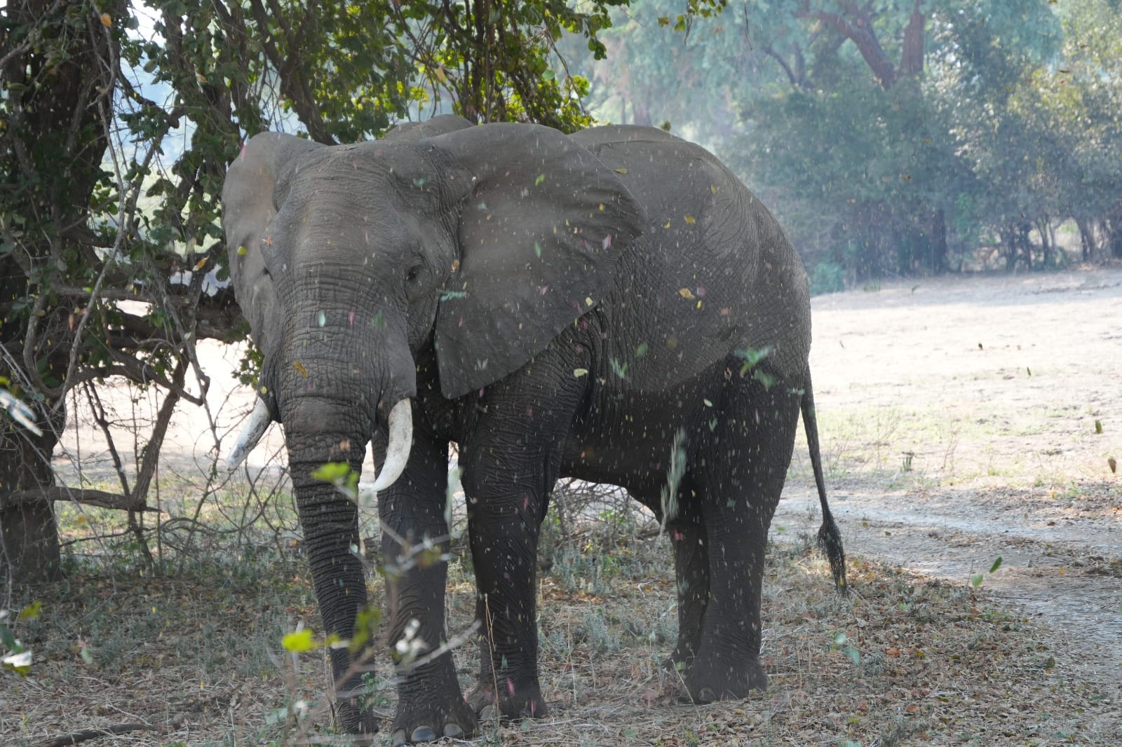Lower Zambezi Nationalpark - Game drive Elefant