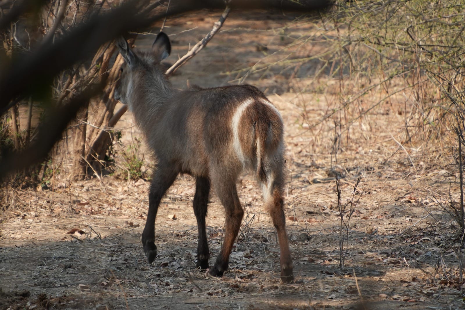 Lower Zambezi Nationalpark - Game drive Lower Zambezi Nationalpark 31