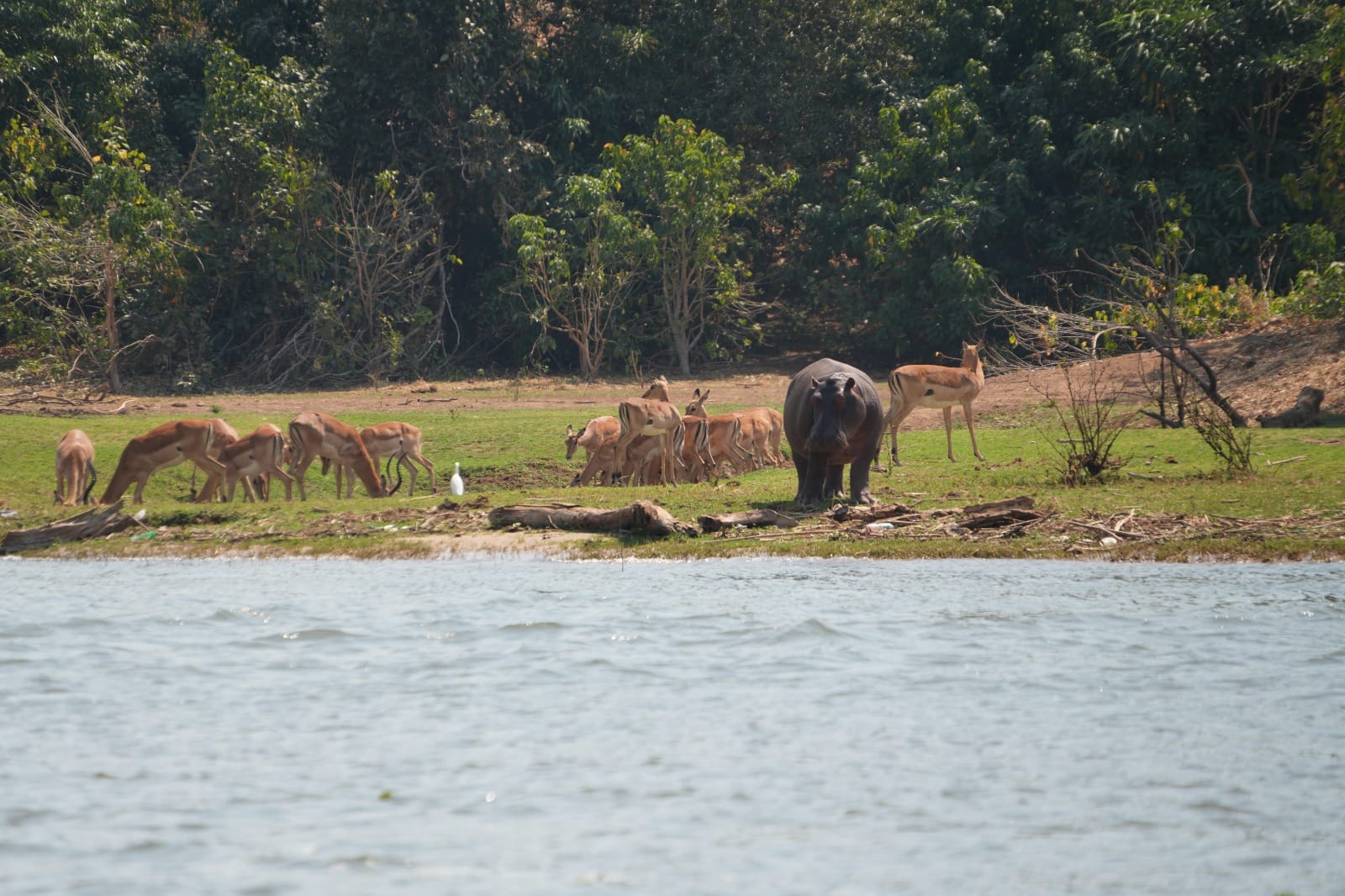 Lower Zambezi Nationalpark - Game drive Flusspferd