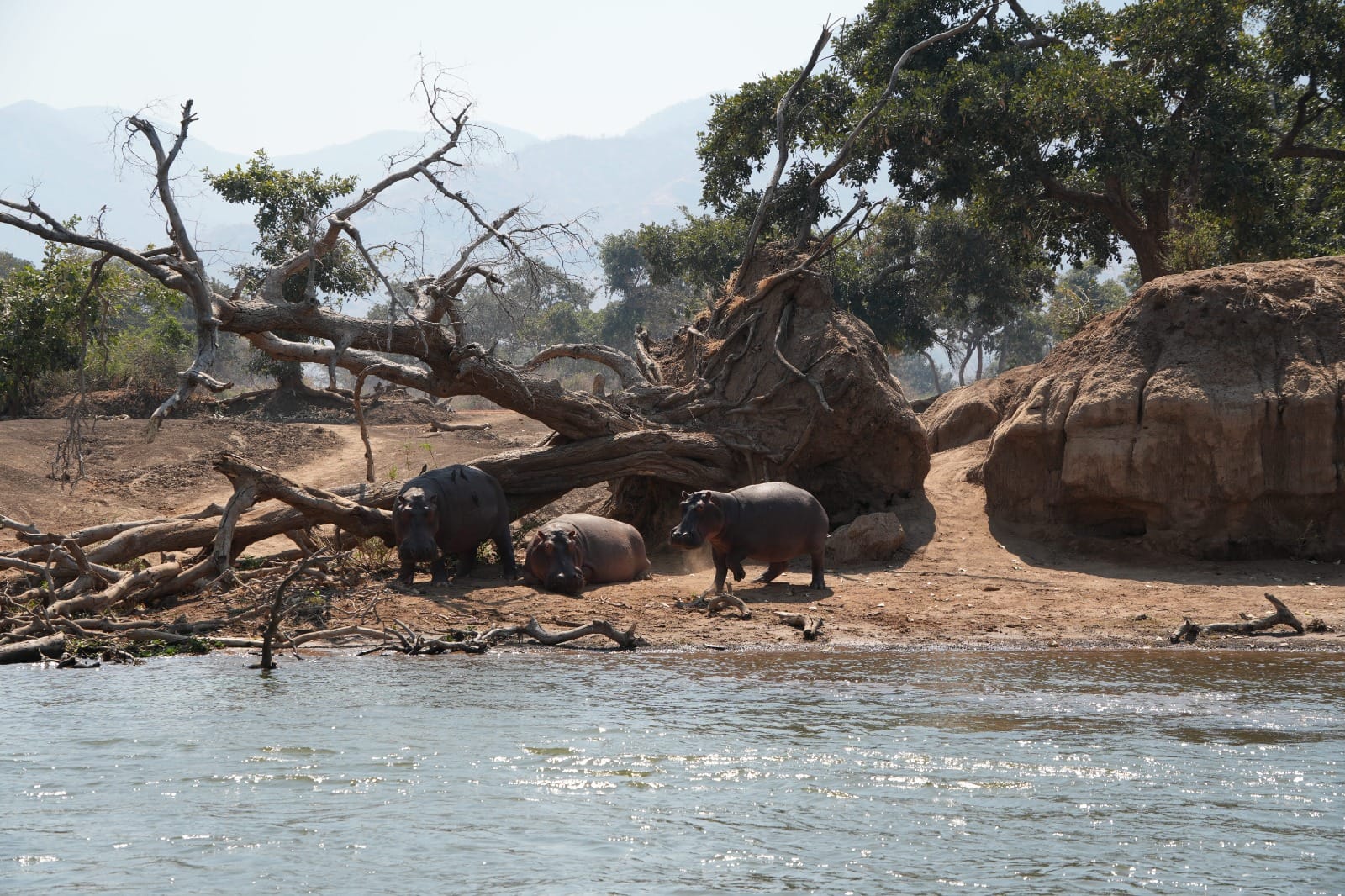 Lower Zambezi Nationalpark - Game drive Flusspferd