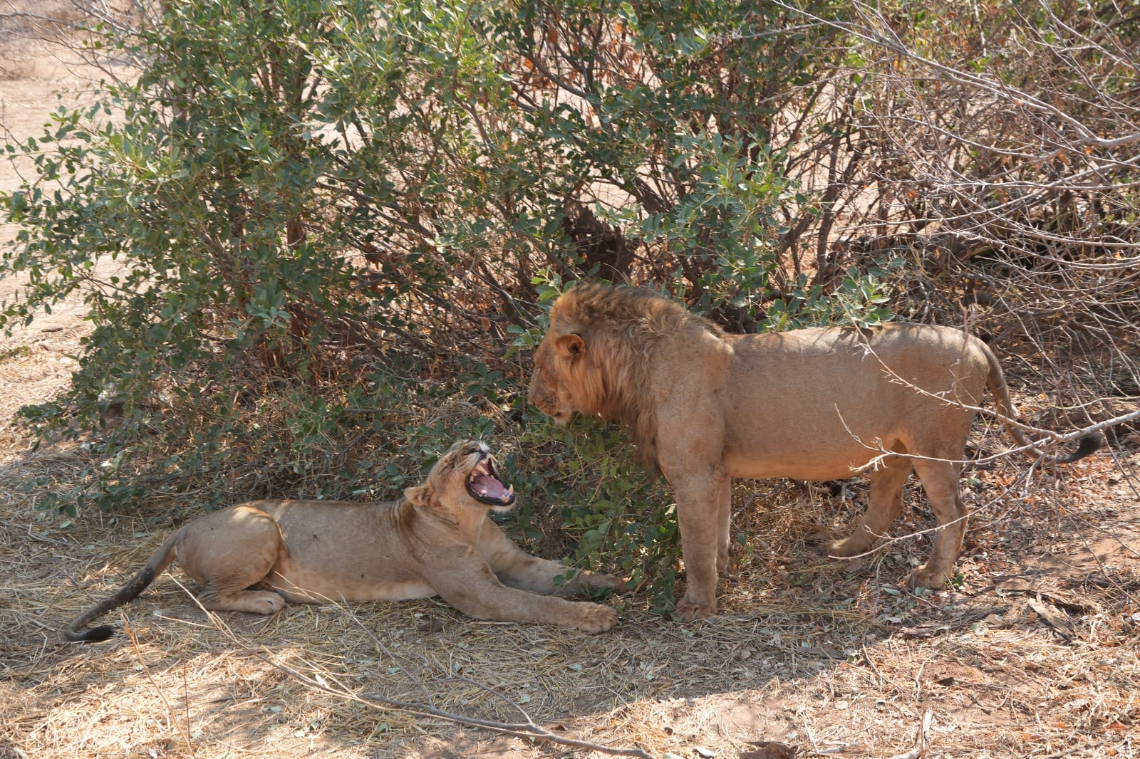 Lower Zambezi Nationalpark - Game drive Lower Zambezi Nationalpark 44