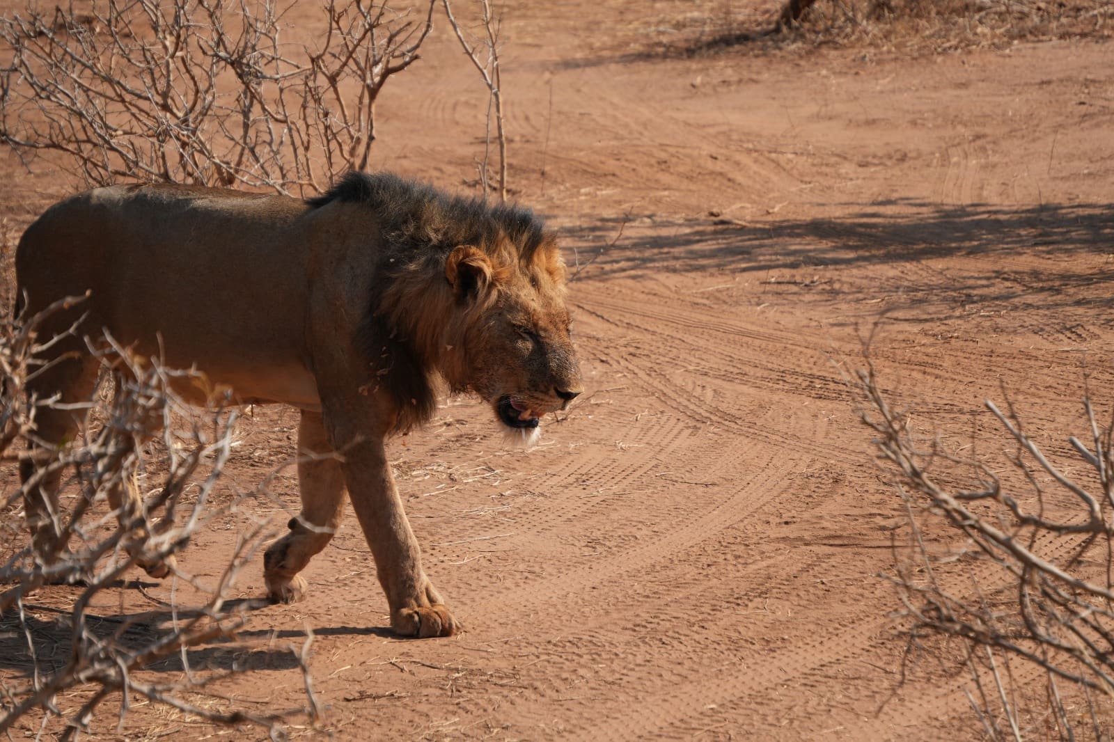 Lower Zambezi Nationalpark - Game drive Lower Zambezi Nationalpark 46