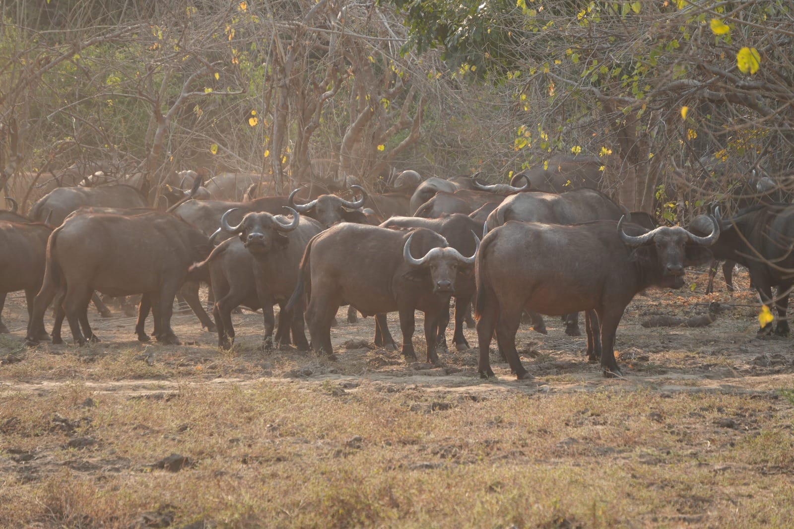 Lower Zambezi Nationalpark - Game drive Lower Zambezi Nationalpark 47