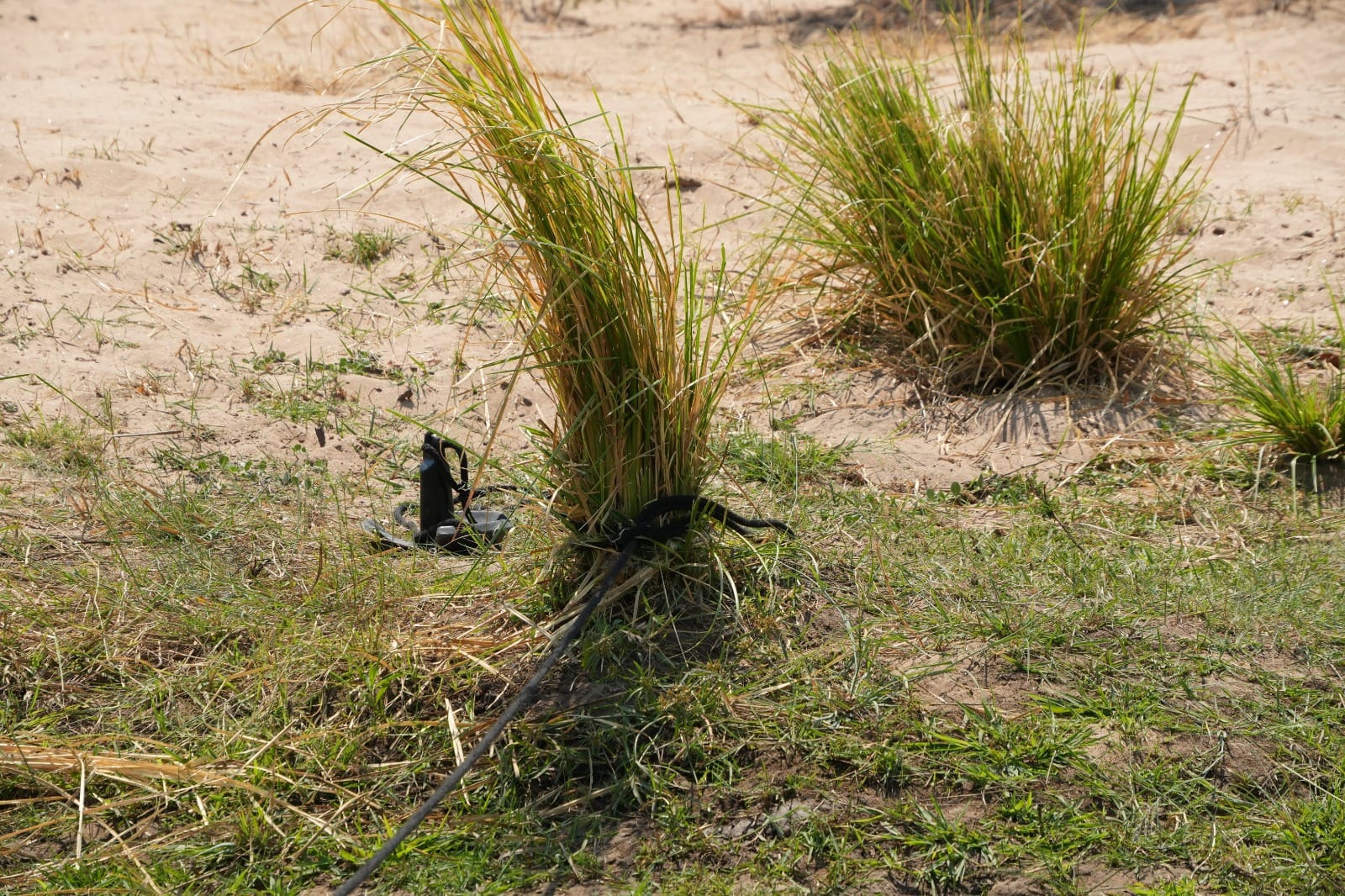 Lower Zambezi Nationalpark - Game drive Lower Zambezi Nationalpark 49