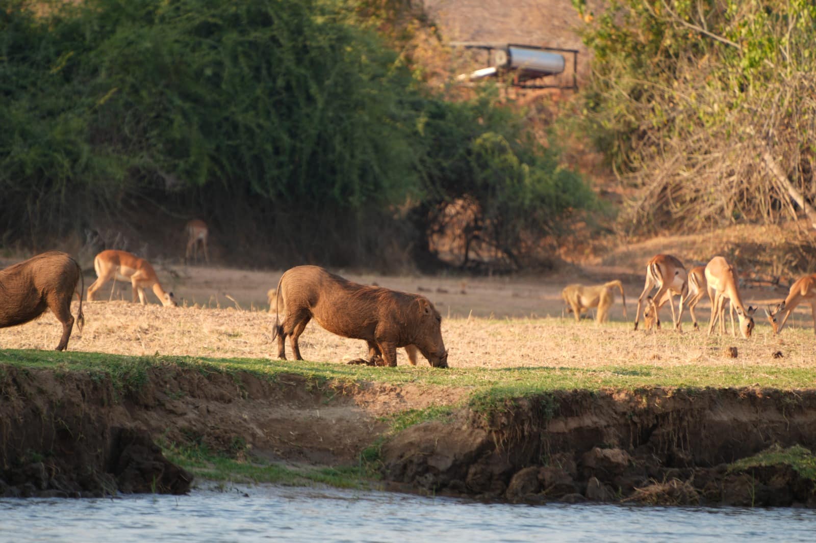 Lower Zambezi Nationalpark - Game drive Lower Zambezi Nationalpark 8