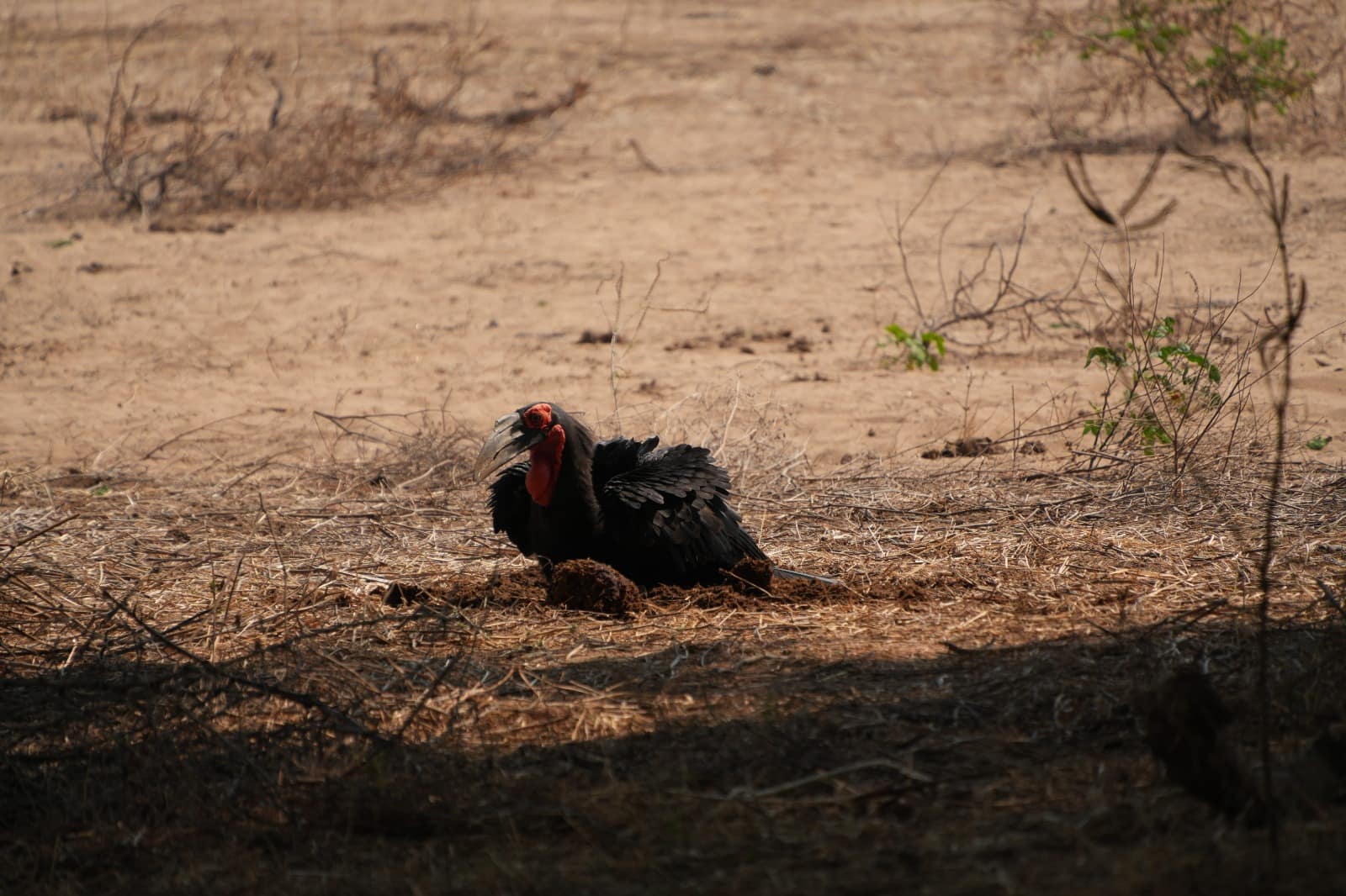 Lower Zambezi Nationalpark - Game drive Lower Zambezi Nationalpark 9 1