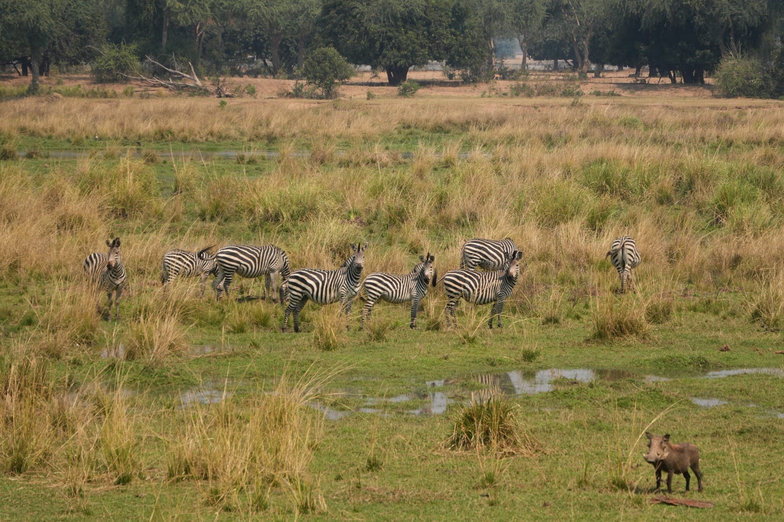 Lower Zambezi Nationalpark - Game drive WhatsApp Image 2026 05 27 at 16.00.13