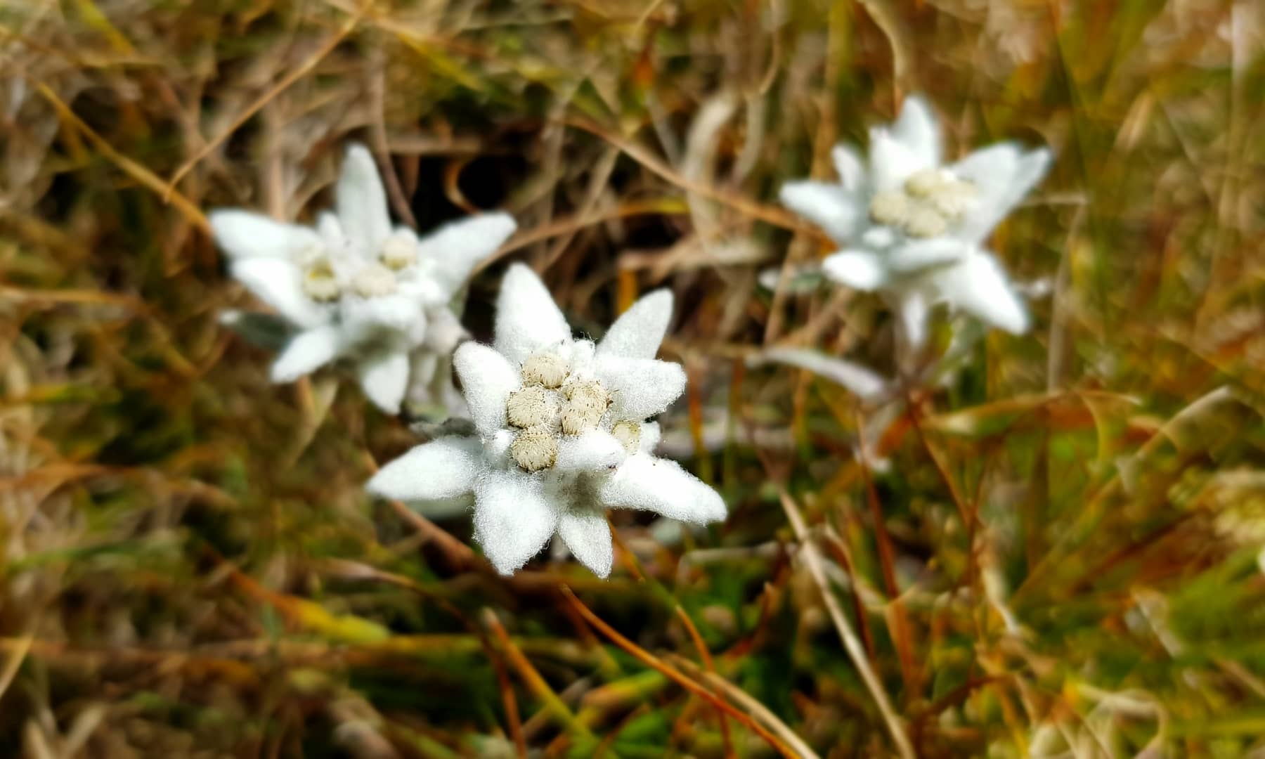 Edelweis