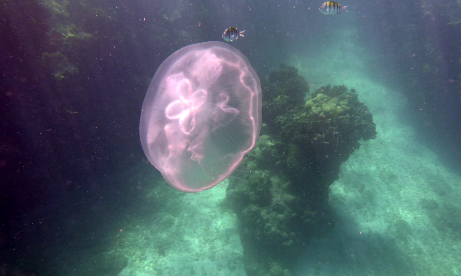 Playa Coral