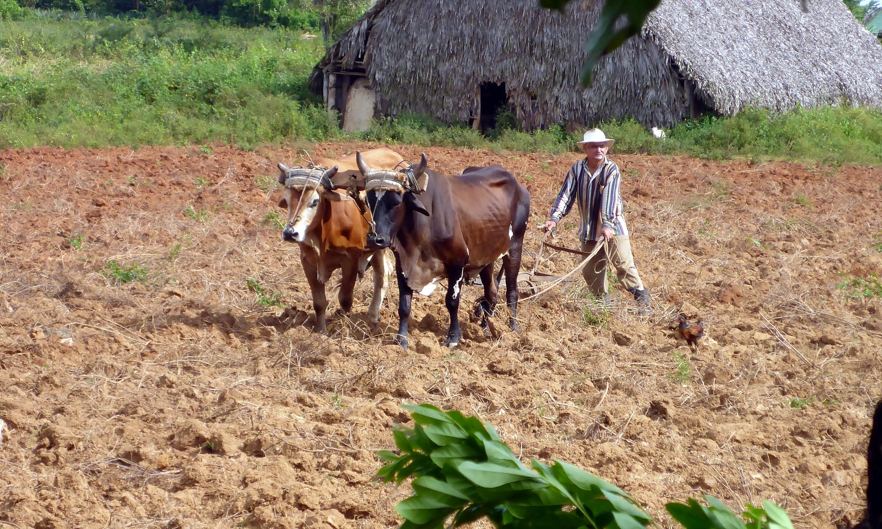 Viñales Plantagen