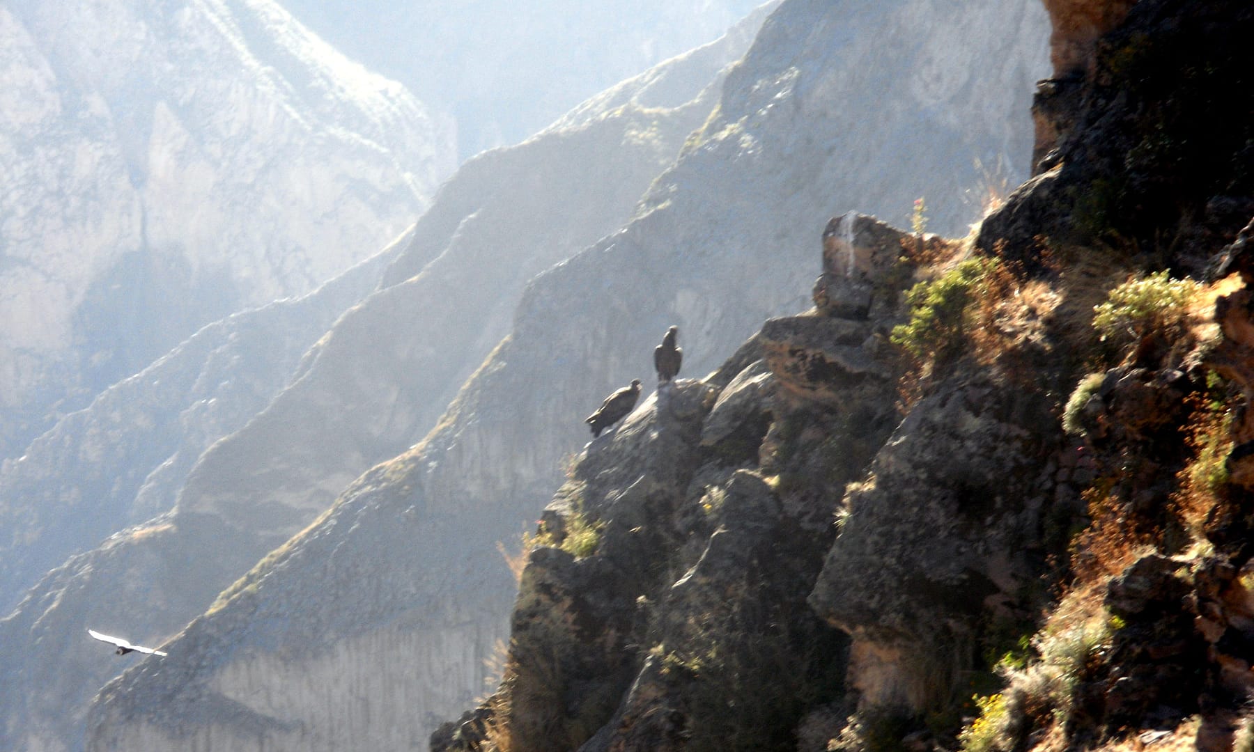 Colca canyon
