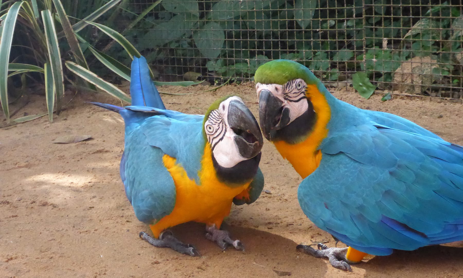 Parque das Aves