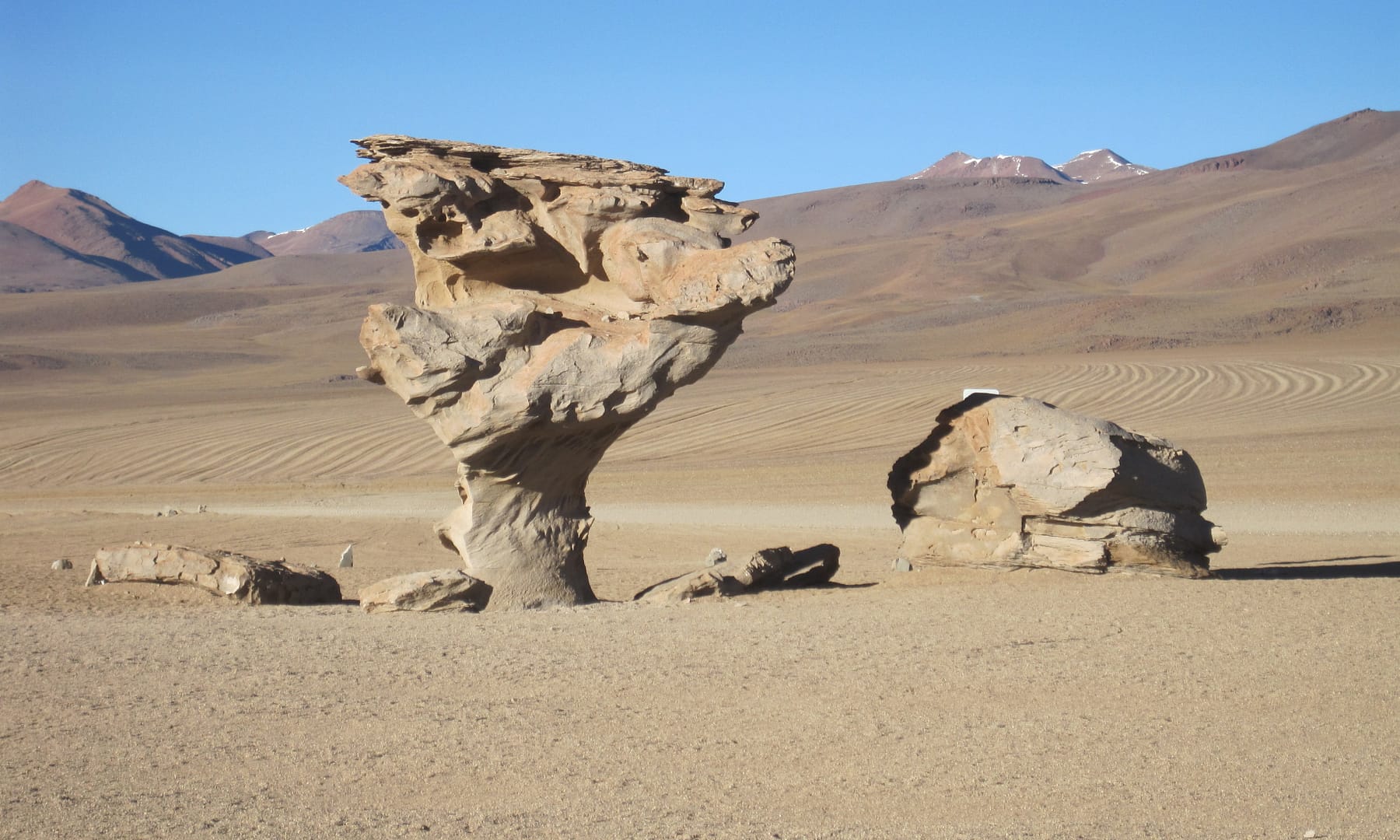 Arbol de roca