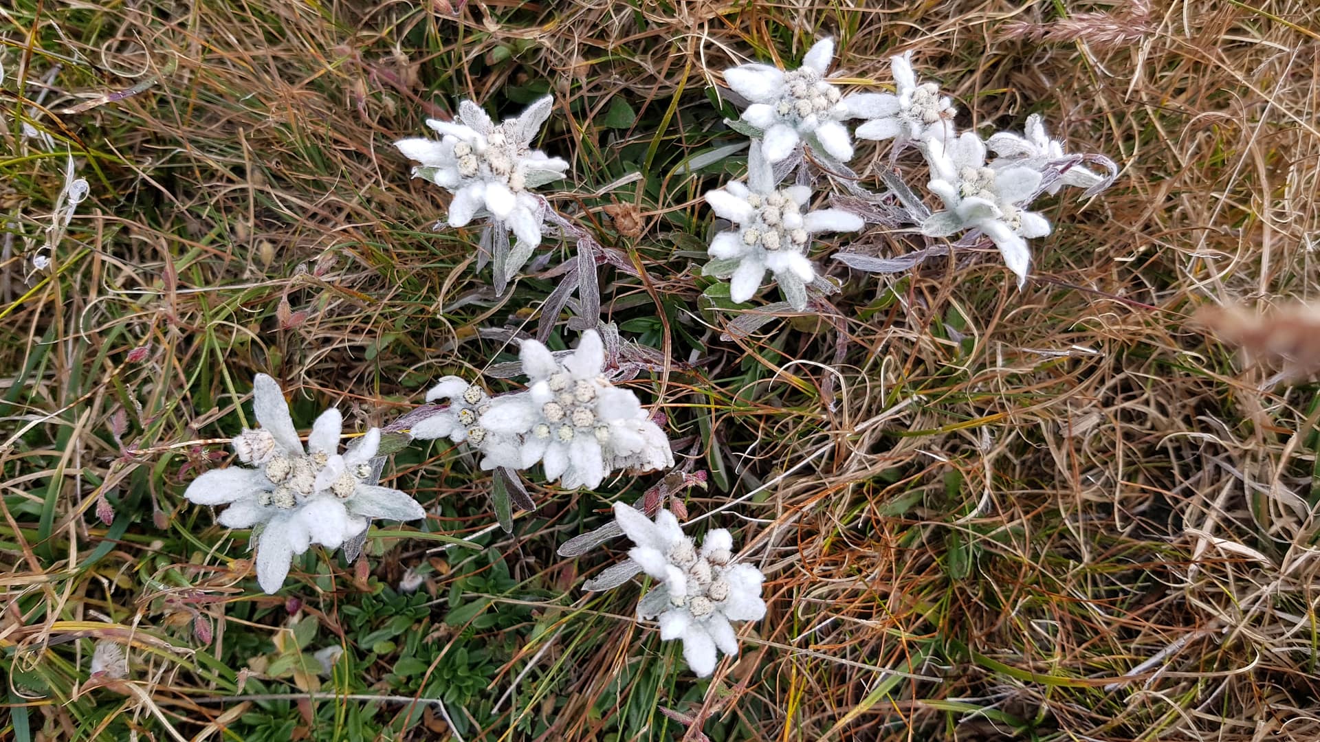 Edelweis