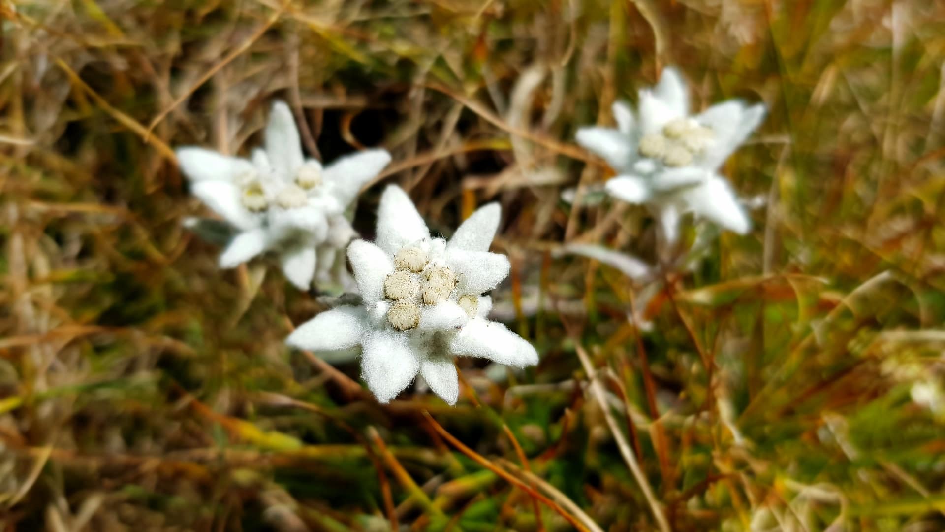 Edelweis