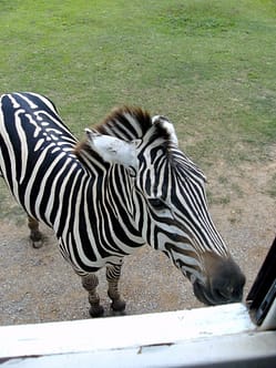Kanchanaburi Safari Park Open Zoo Kanchanaburi Erlebnispark