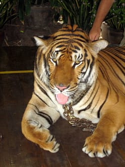 Kanchanaburi Safari Park Open Zoo Kanchanaburi Erlebnispark
