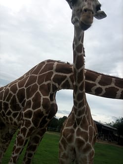 Kanchanaburi Safari Park Open Zoo Kanchanaburi Erlebnispark