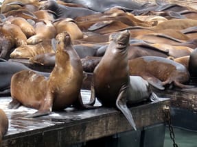Monterey Monterey