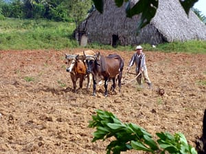 Viñales Plantagen