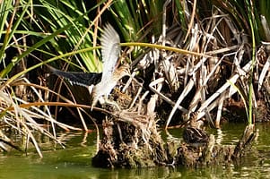 Vogelbeobachtungen an der Algarve Parque Ambiental de Vilamoura 2