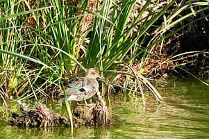 Vogelbeobachtungen an der Algarve Parque Ambiental de Vilamoura 4
