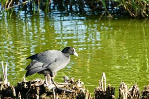 Vogelbeobachtungen an der Algarve Parque Ambiental de Vilamoura 5