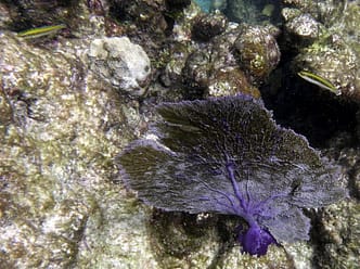 Strand Playa Coral Playa Coral